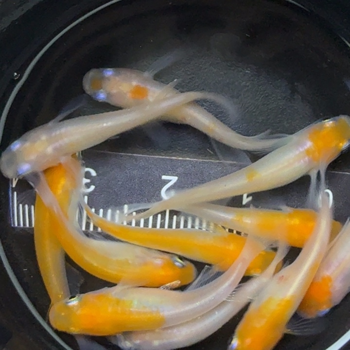 青鳉鱼小町红白52号