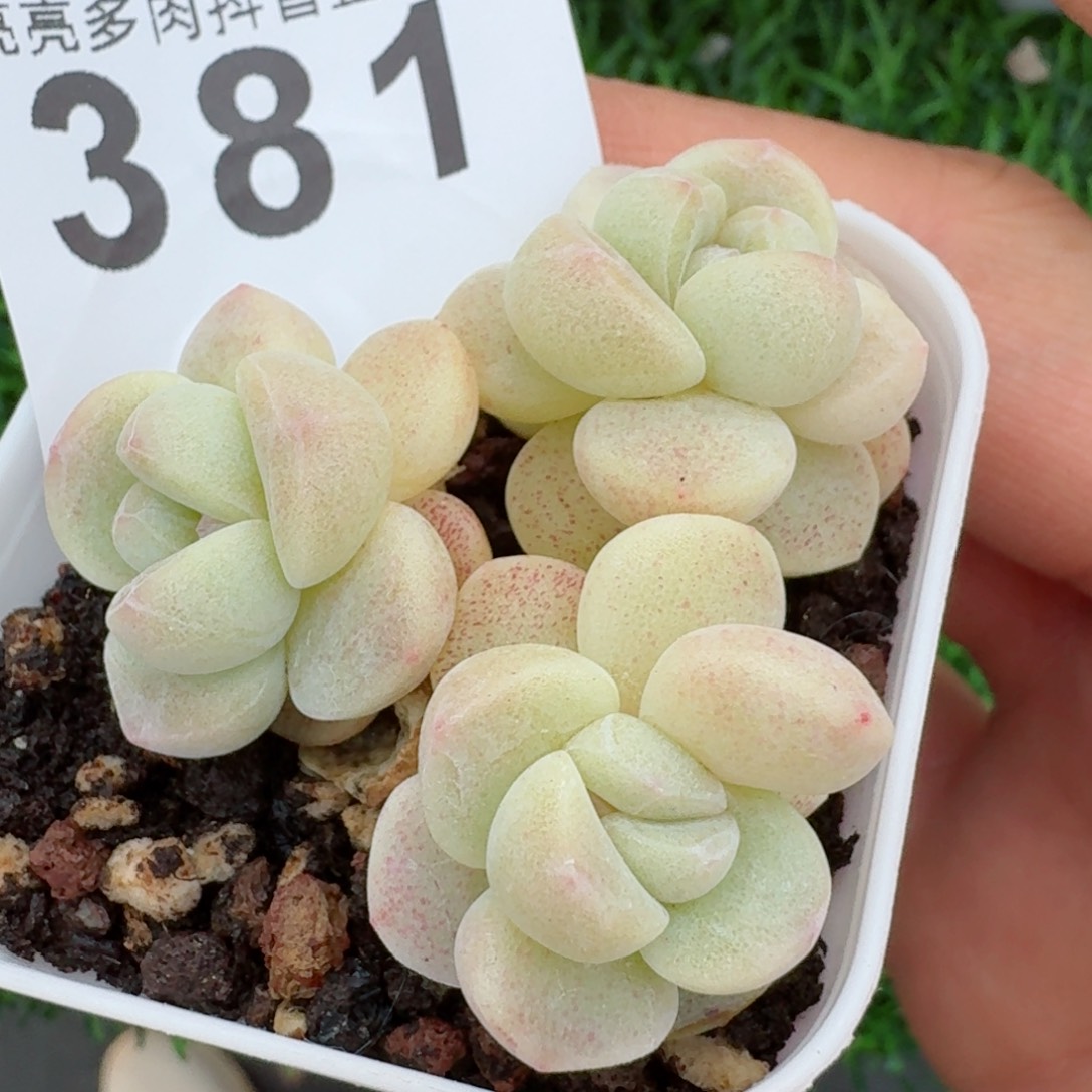 樱花冰玉         多肉植物