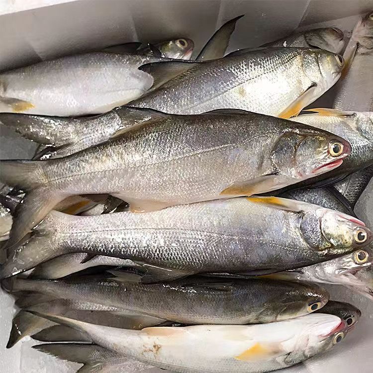 海捕午鱼 马友鱼 2条/斤 2000g   顺丰