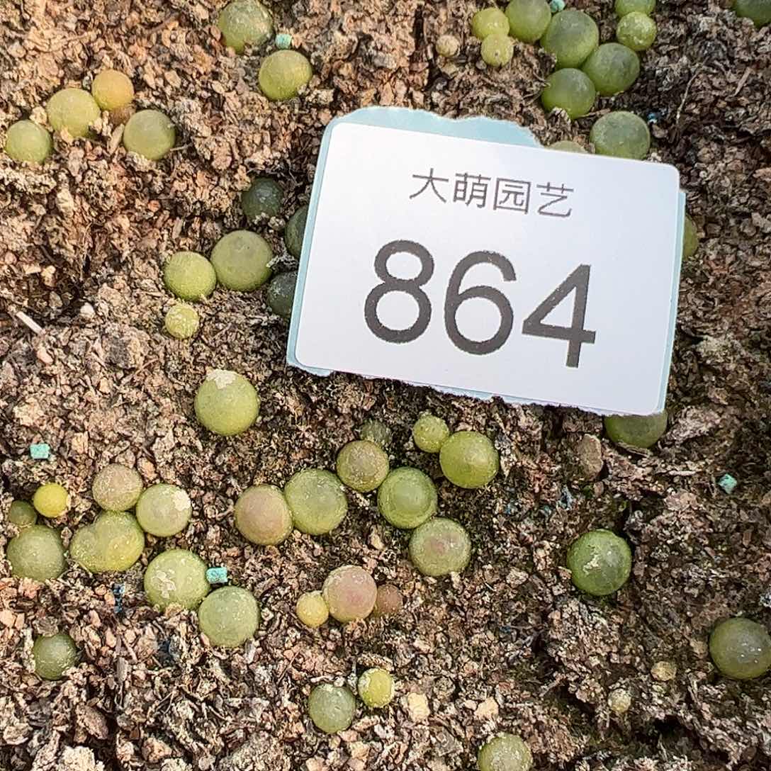 0000864量拍日系红皮拉登1颗尺寸0.7上下