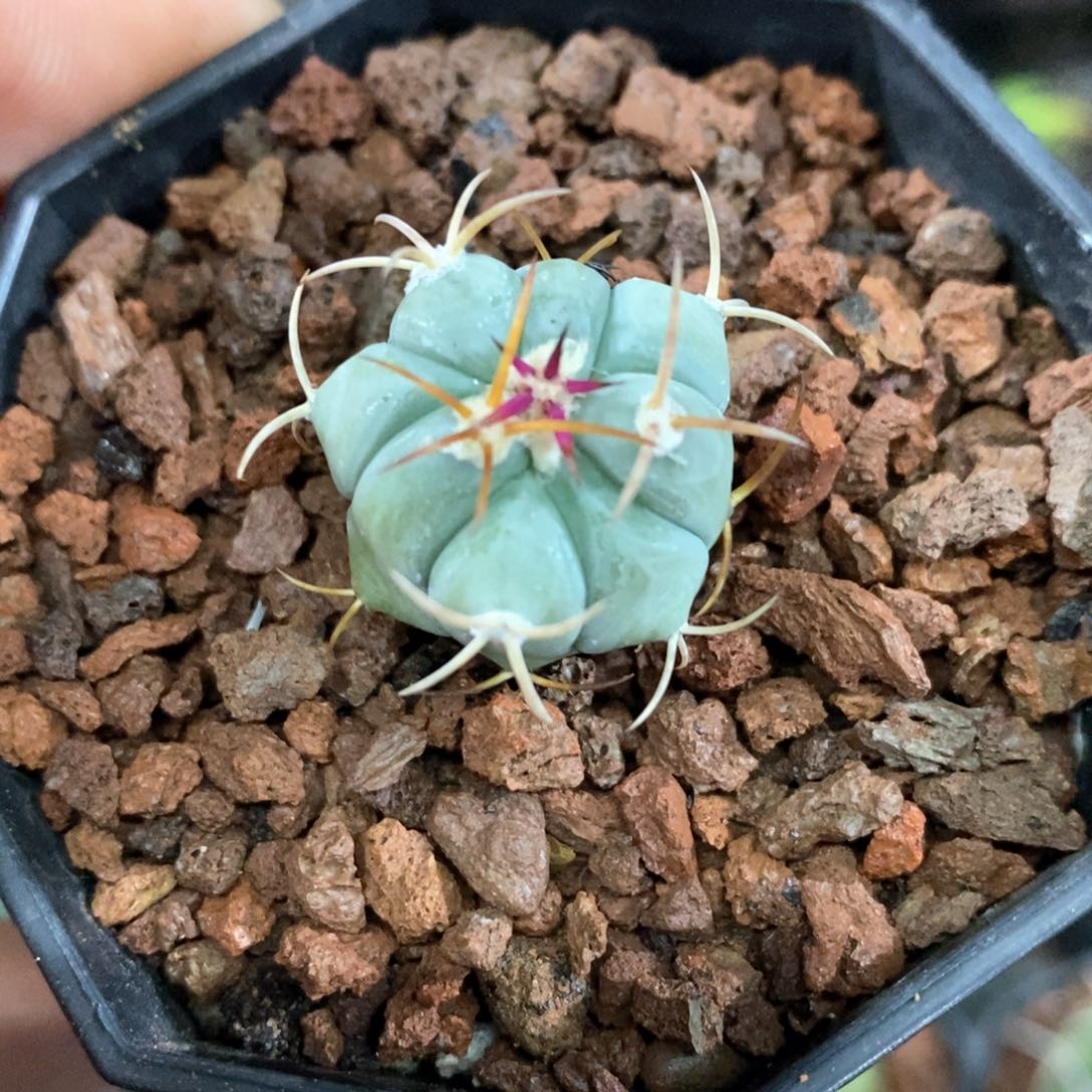 孤品实生优选平丸2.3cm仙人球