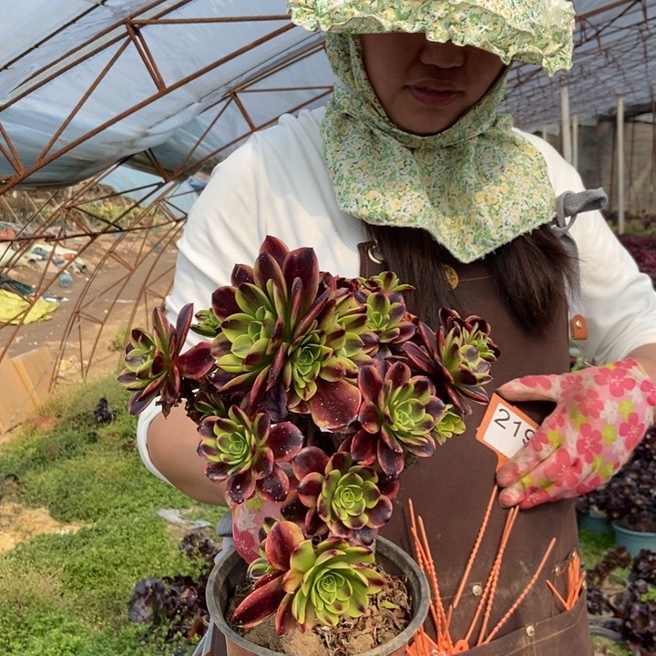 用****5219欧嘉莉老桩朵朵