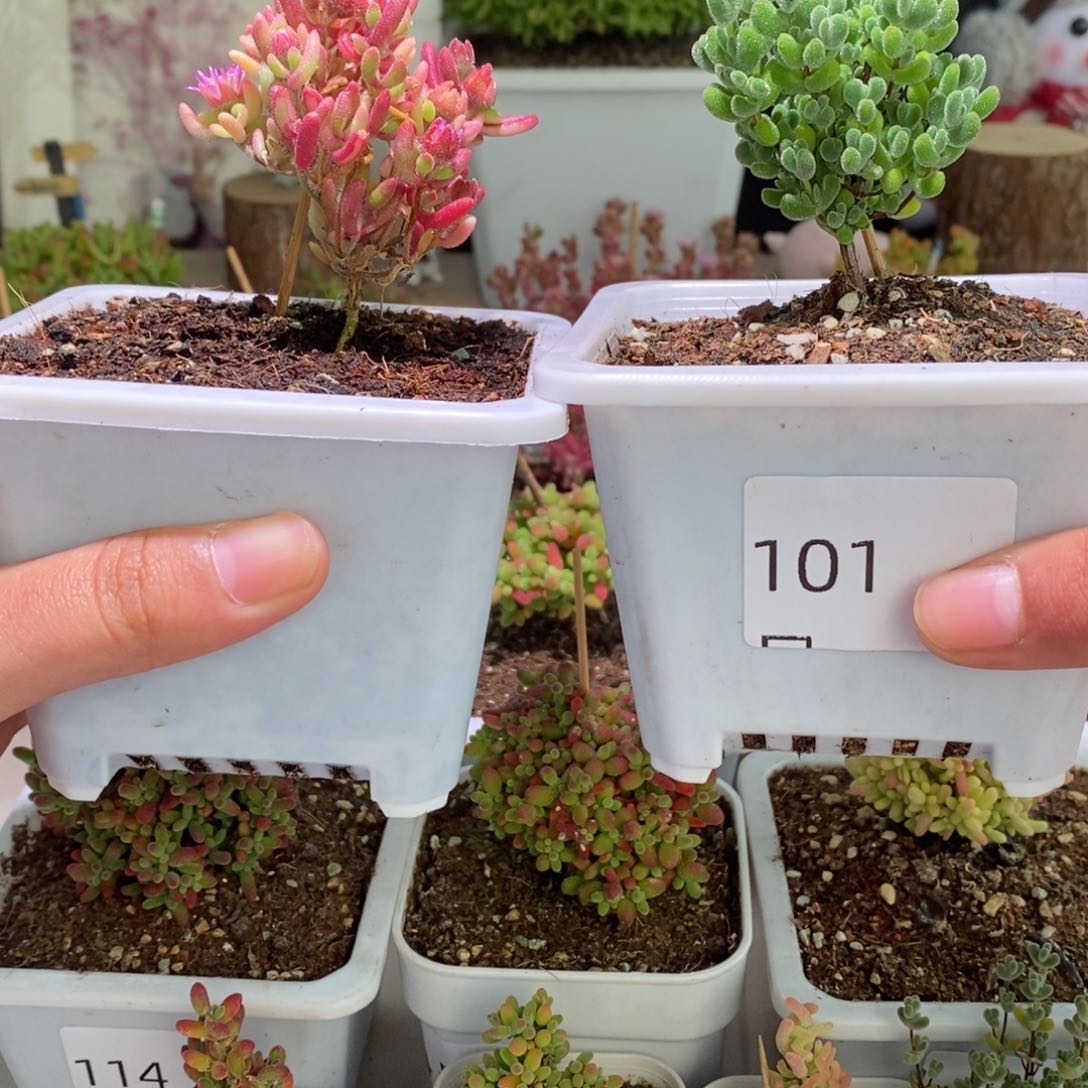 红宝石锦莱斯带盆土发货一物一拍