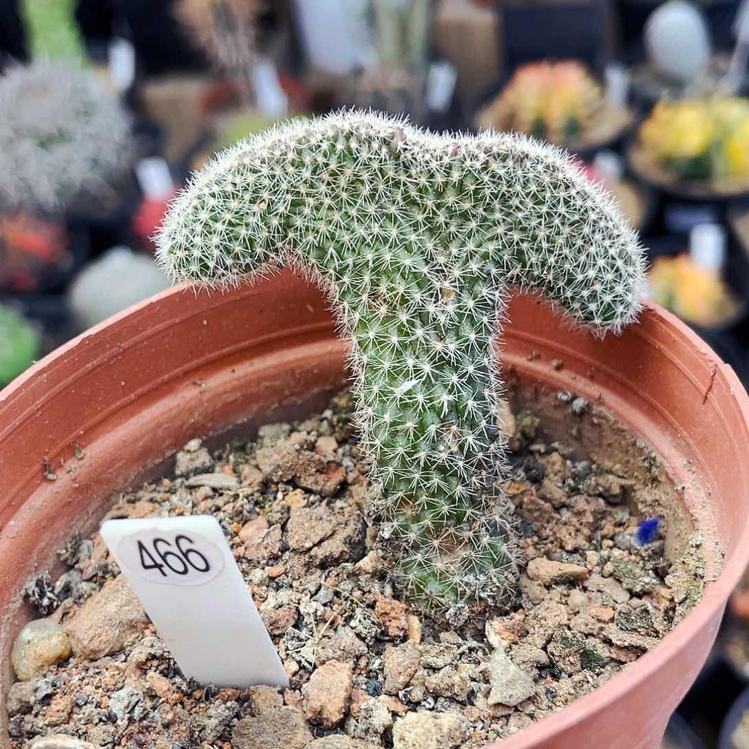 非偏远地区满25发货仙人球