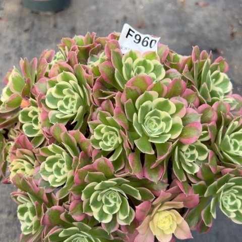 960白凤朵朵25厘米左右