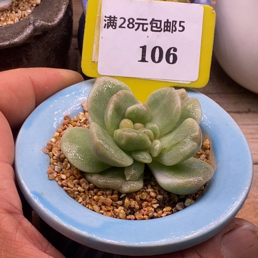 5106冰玉石化糖心……