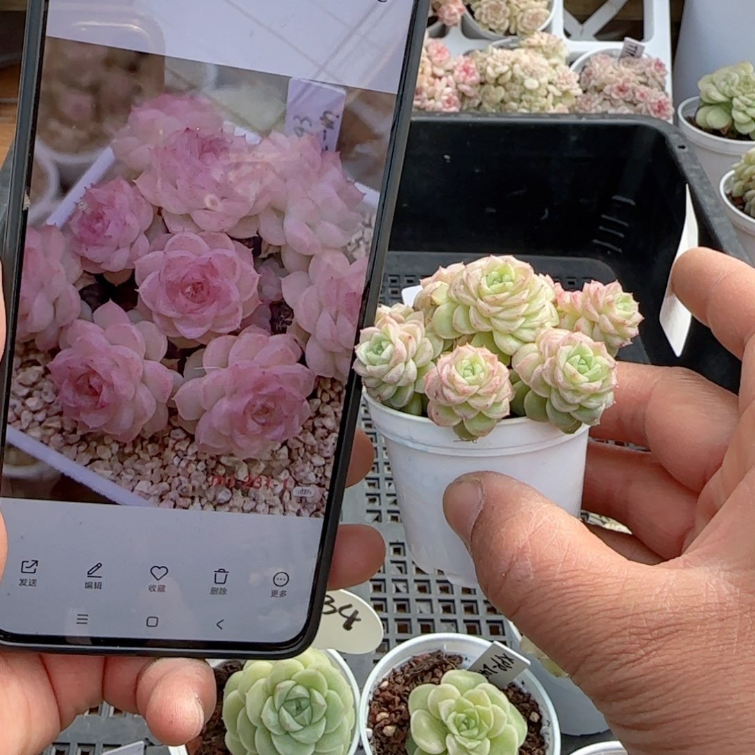 雨**曦【闪购商品】0205-39（m1-231-1）