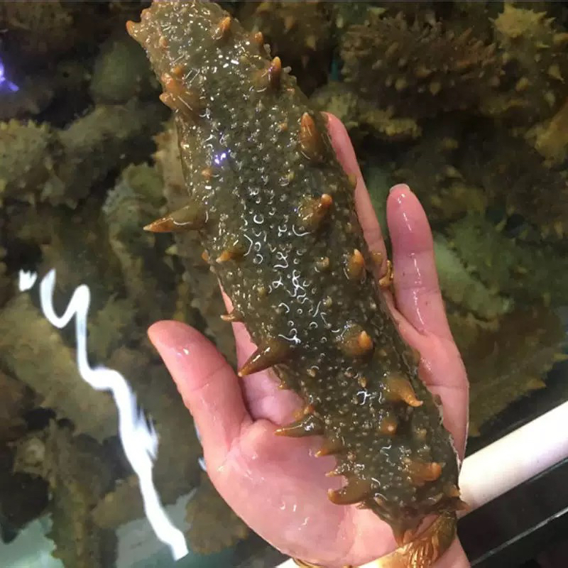［万源优选］鲜活海参整条