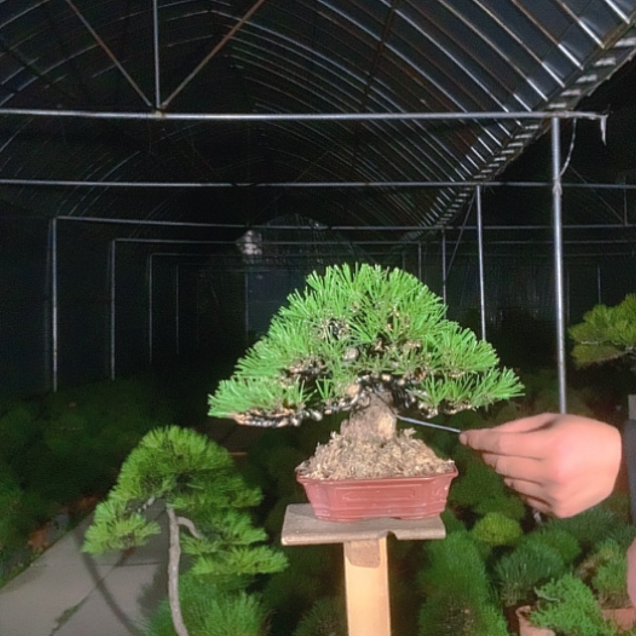 【闪购商品】无花朵难**涂