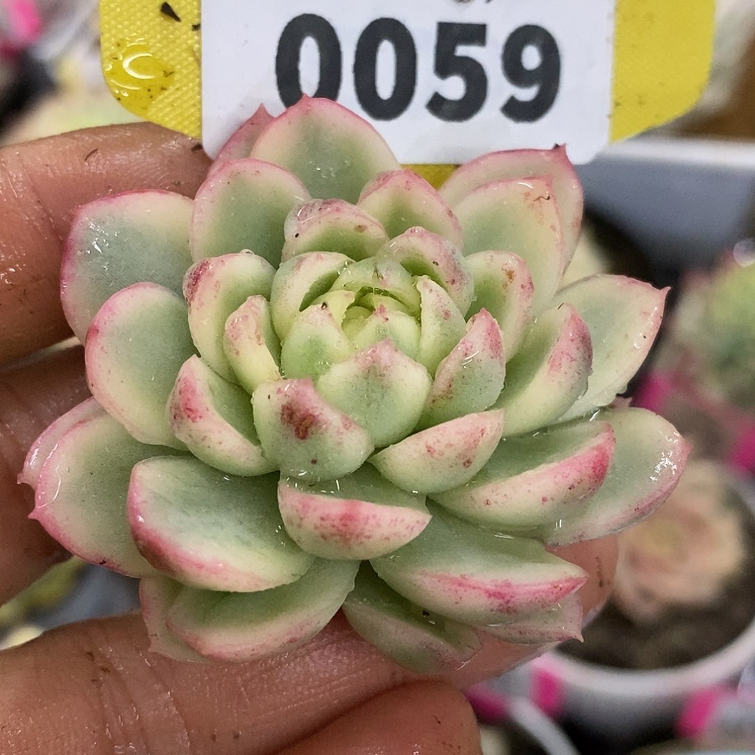 059黄玫瑰可嫁接哈哈哈