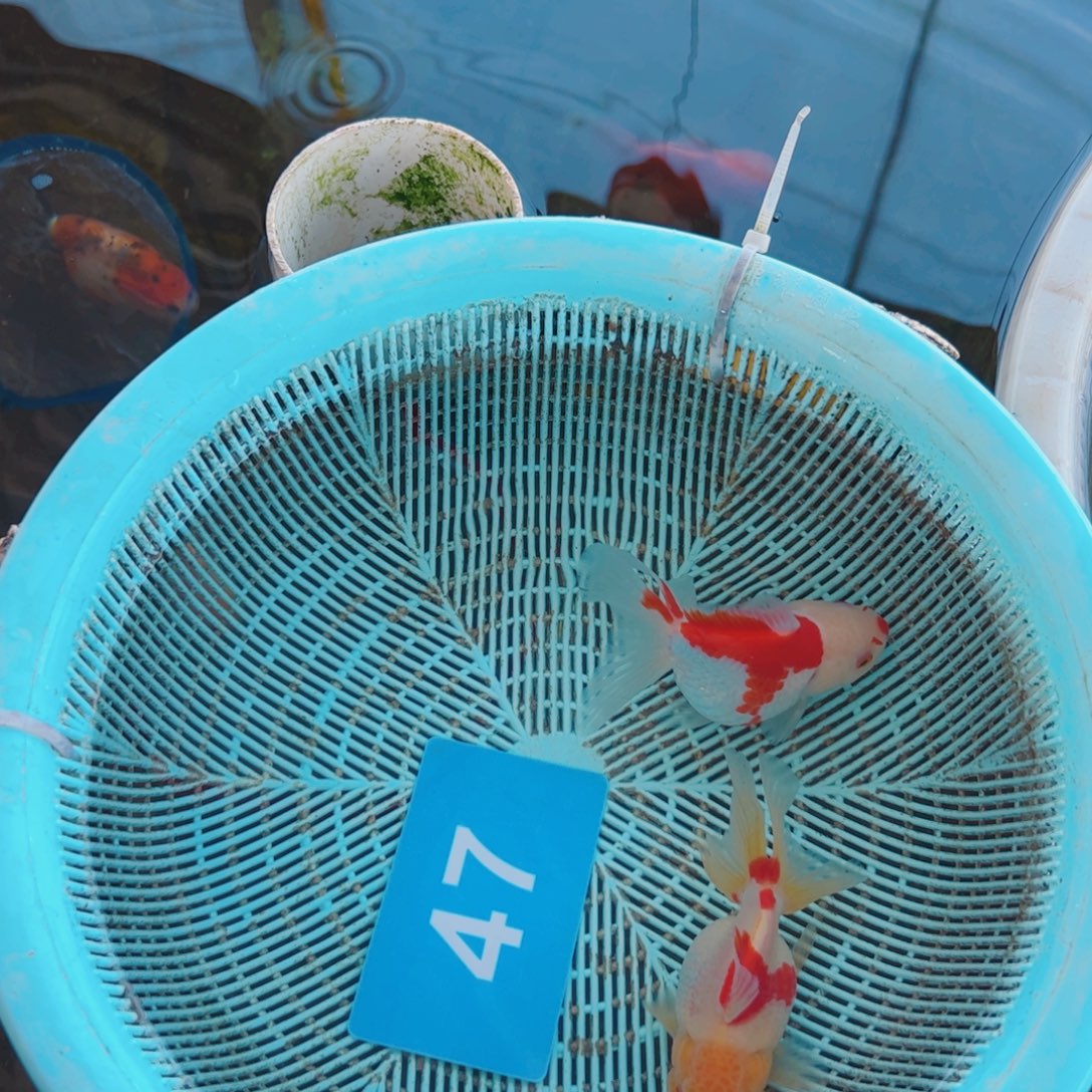 顺***吧海水鱼11111111111111