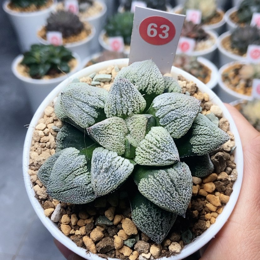 【闪购商品】63雪之理