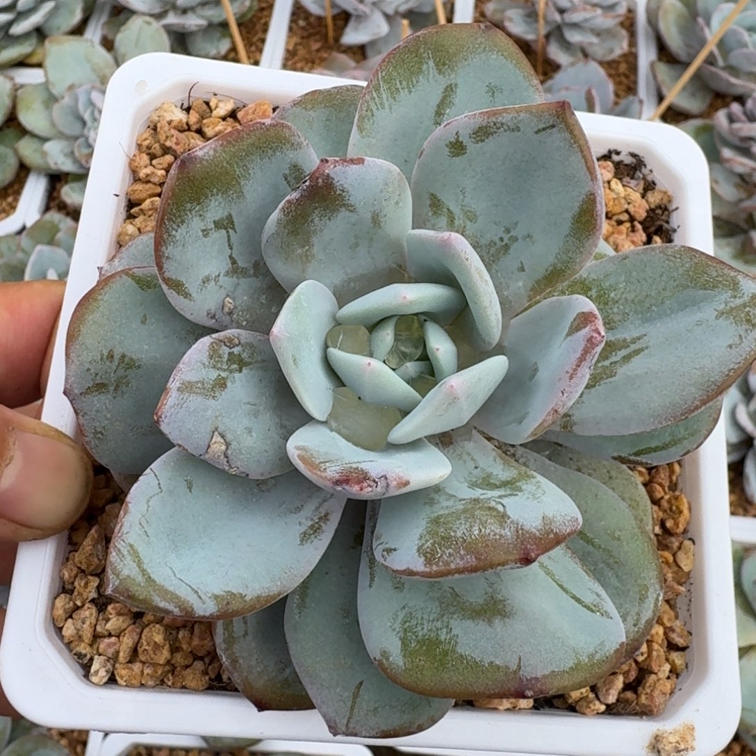 韩版奶茶包正版单头