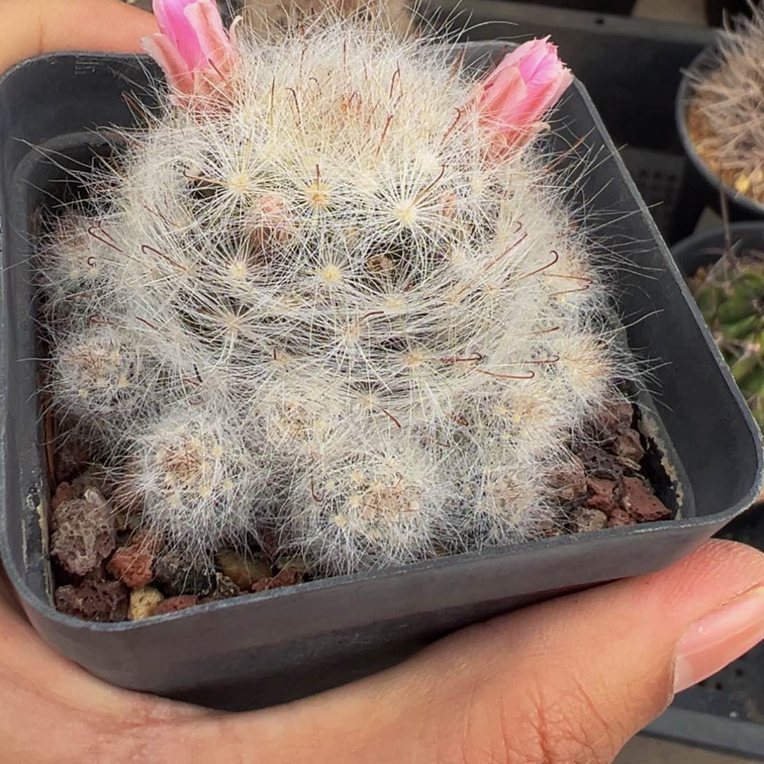 小惑星实生根多肉植物带盆土