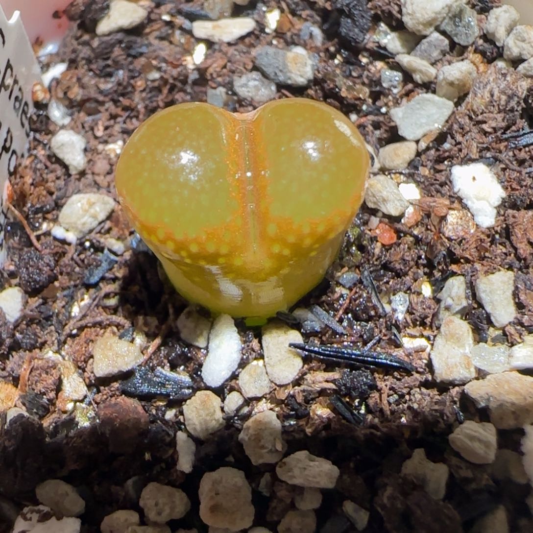 肉锥多肉植物百科-帕法德1246