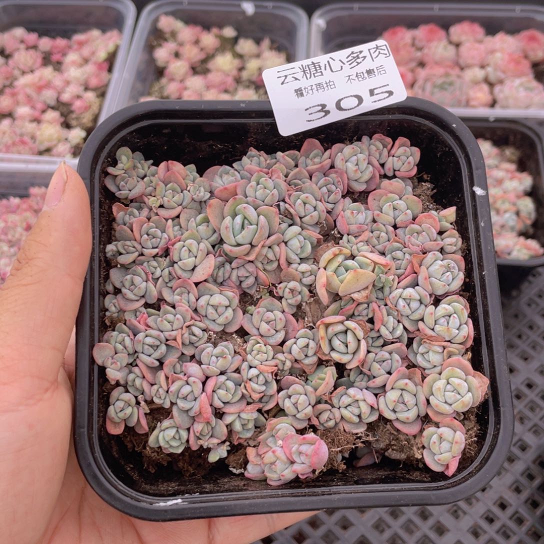 云糖心多肉植物305