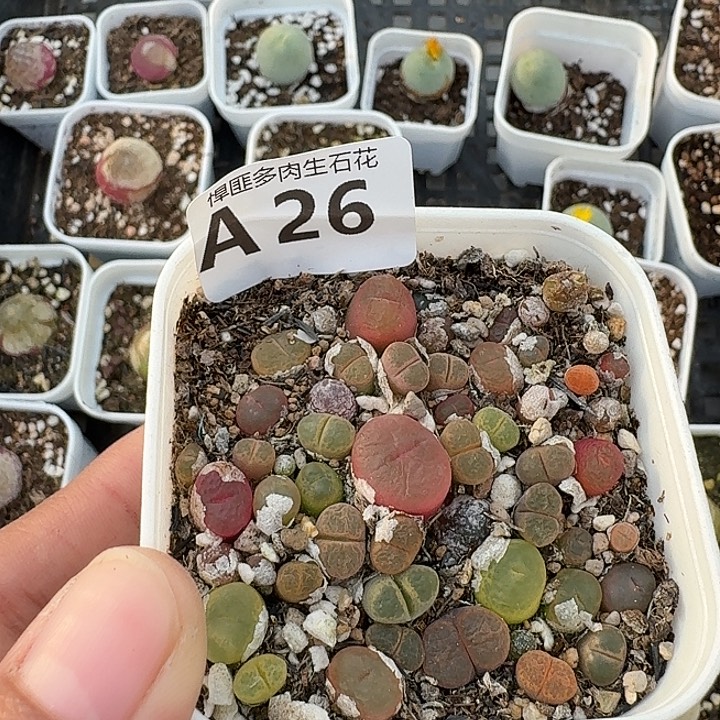 26多肉植物多肉植物