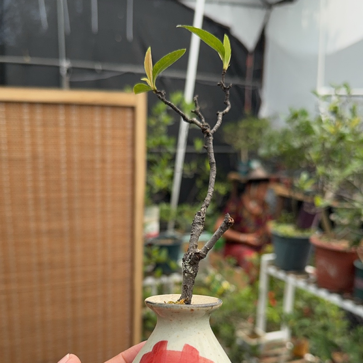 200-1000海岛春花 栀子花 石枫 茶台小精品 茶宠 海岛绿植春花