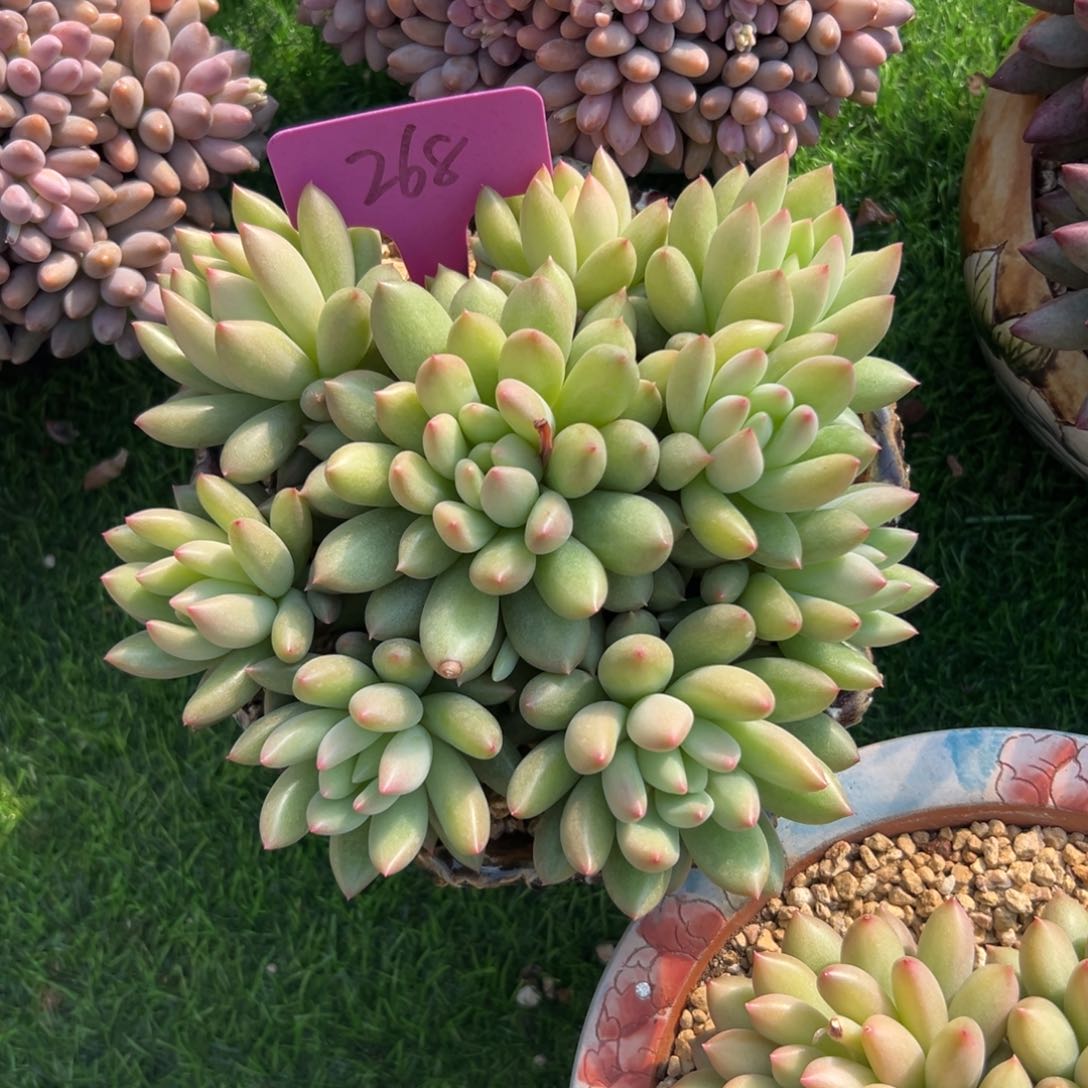 浅**妆多肉植物一额一拍