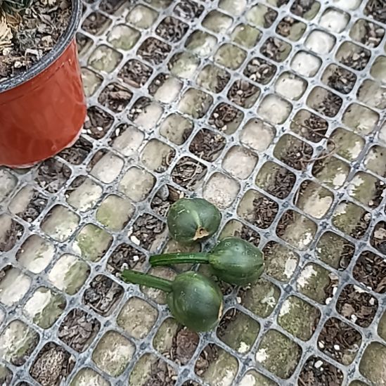 茶***海完全开放                      