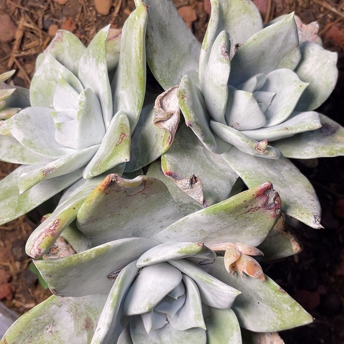 【闪购商品】牡丹苹果叶