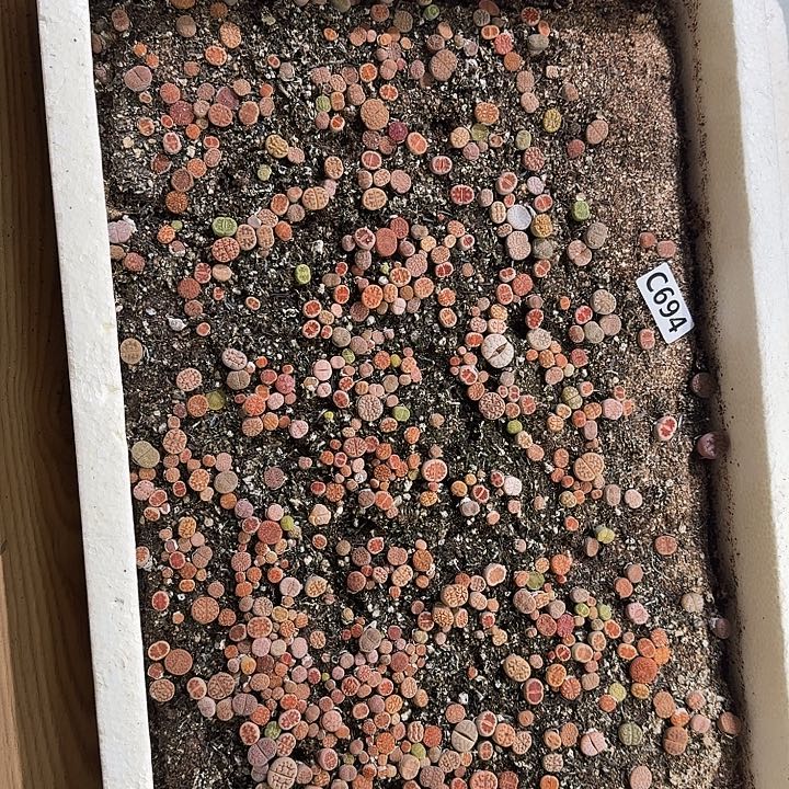 生694石花整筐脱土发货不售后