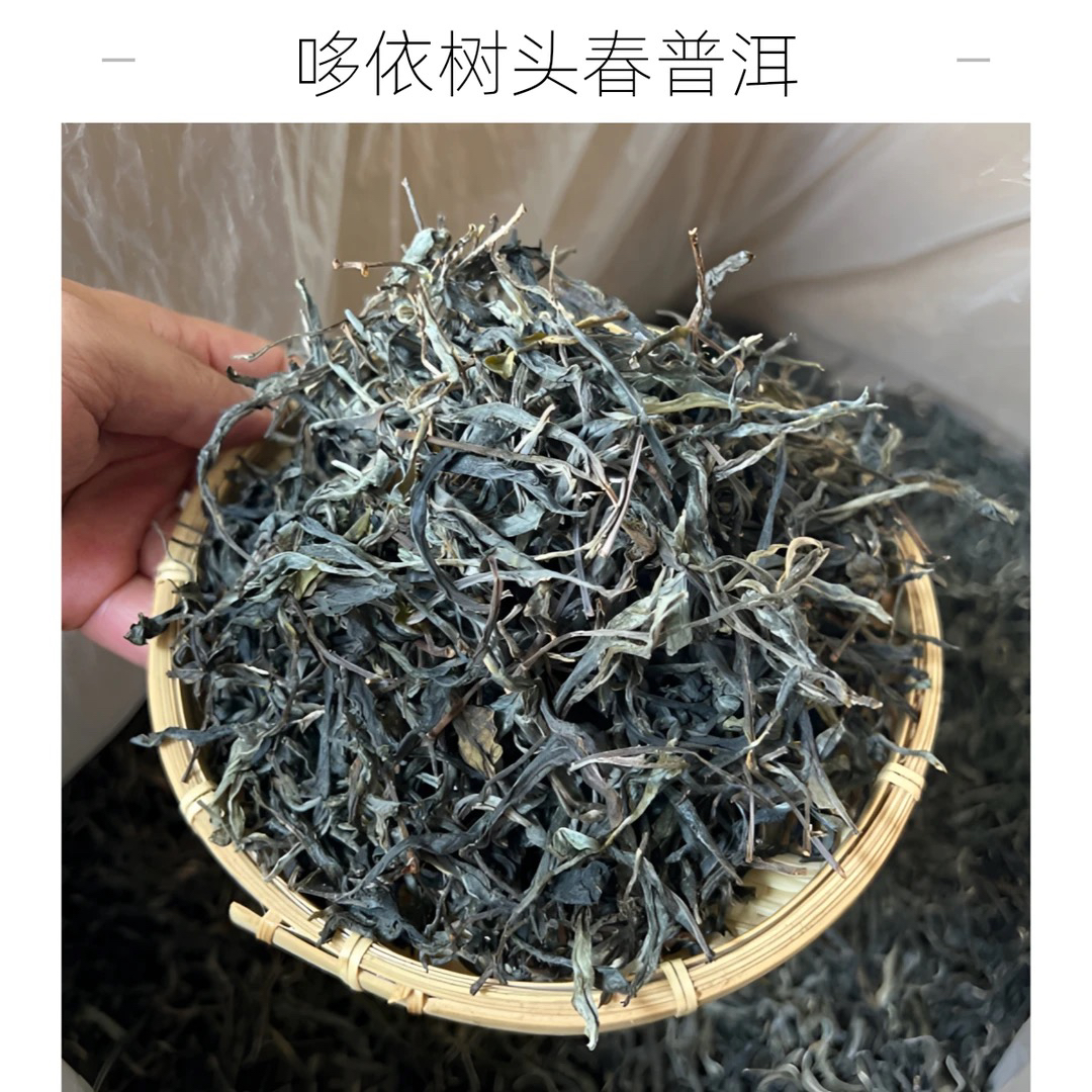 绝绝子·普洱茶花香·哆依树·国有林·25年头春普洱生茶散茶