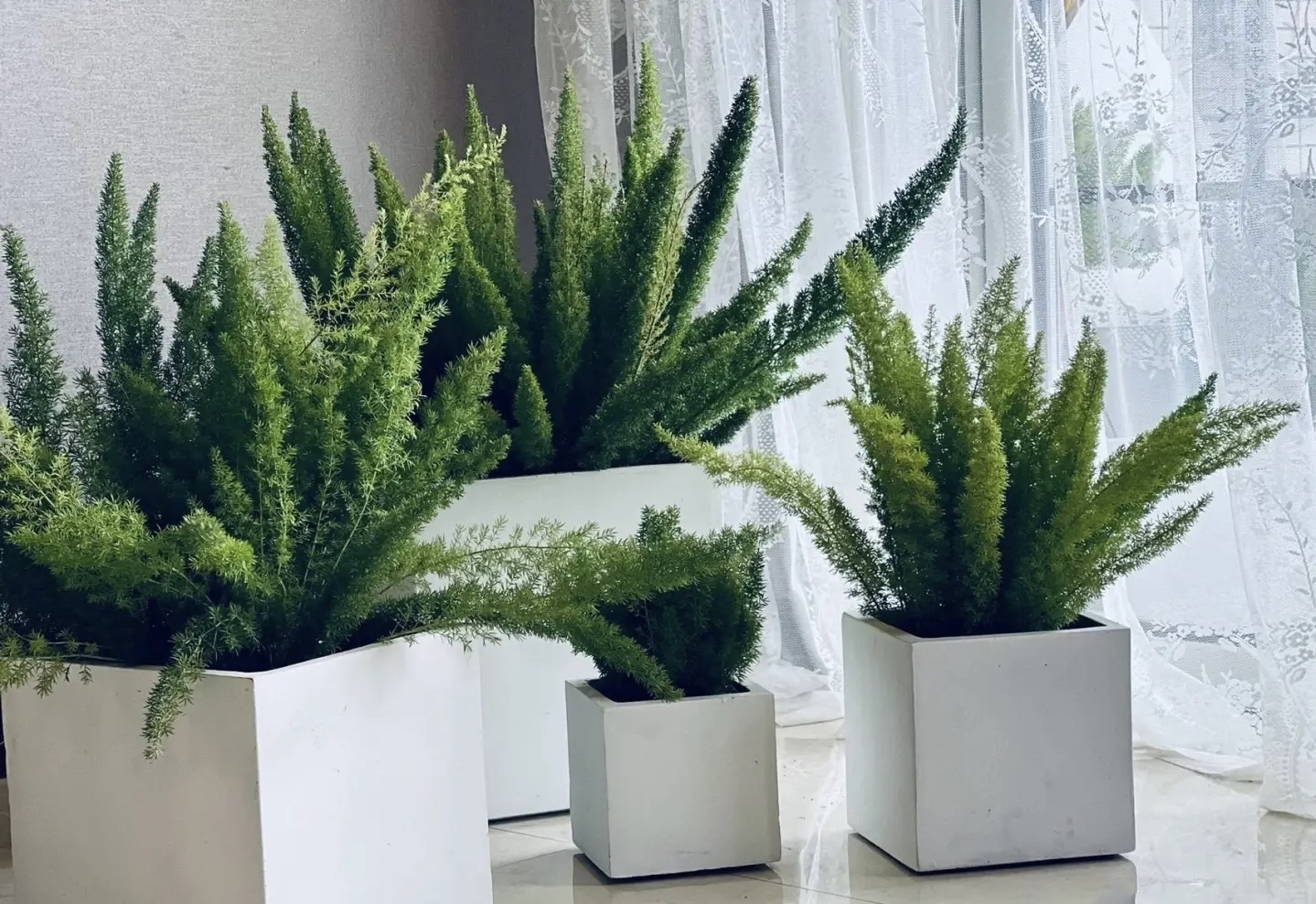 狐尾天门冬［加仑盆］绿植盆栽多年生四季常青庭院阳台花境植物美观