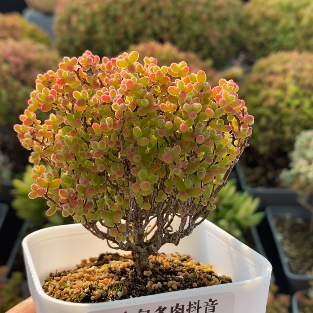 蜜橘糖球3075枝干番杏