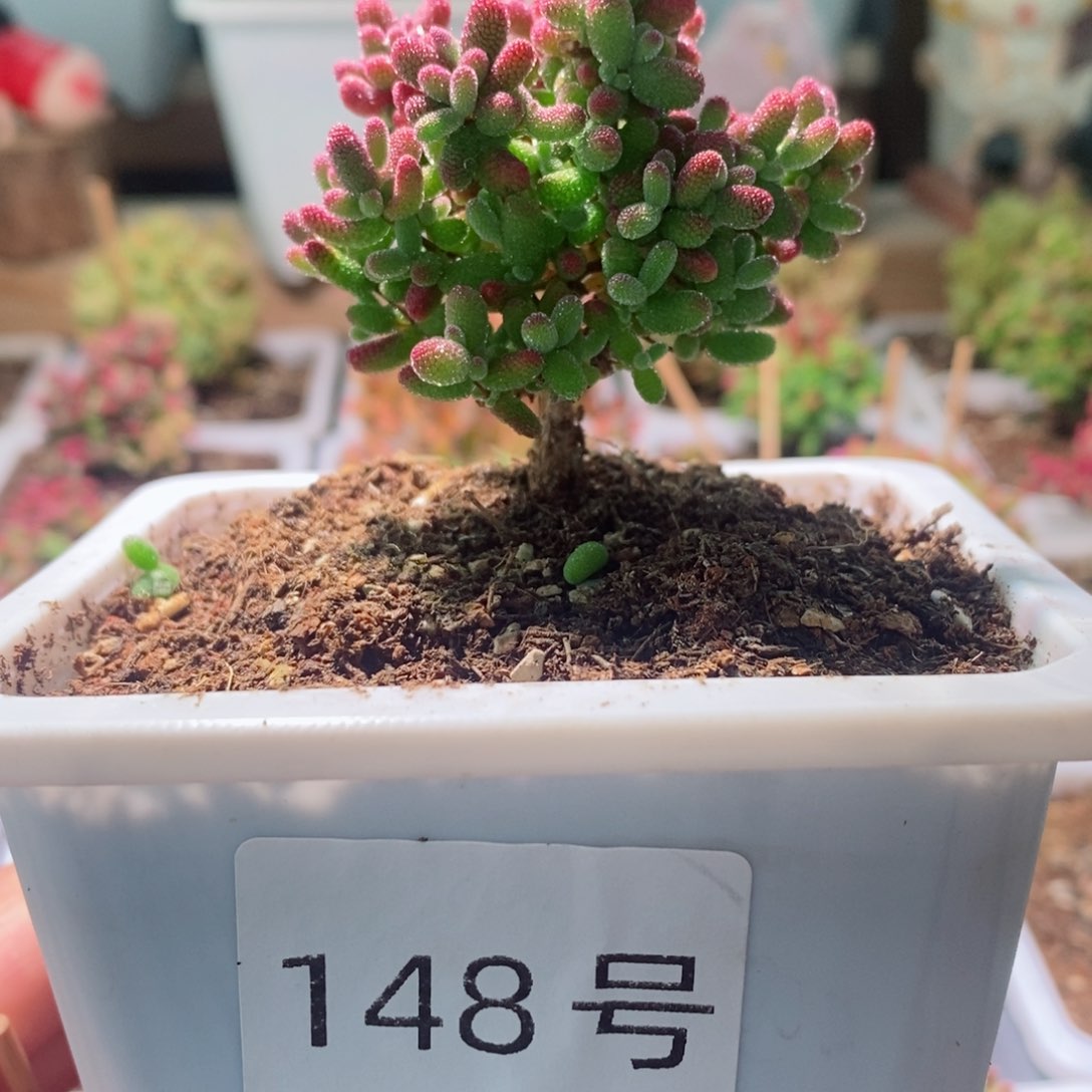 蜜橘带盆土发货一物一拍