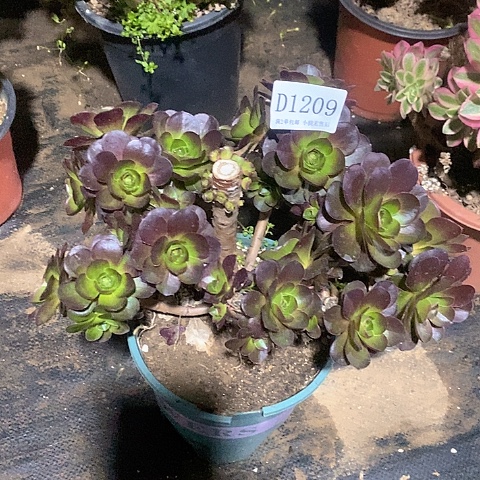 1209魅金玫瑰多肉母本处理不售后