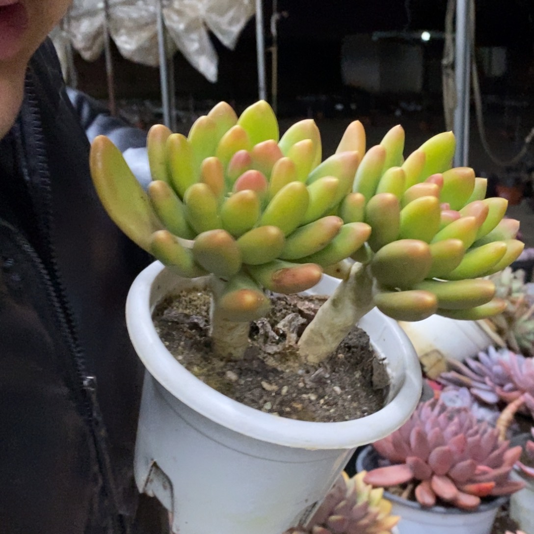 金蝉双头起发老桩