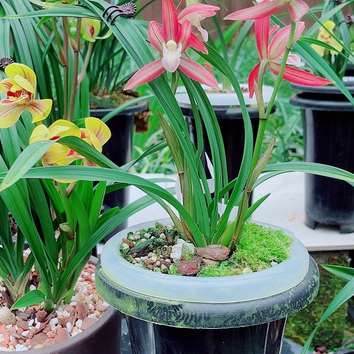 海***鸥完全开放物超漂亮