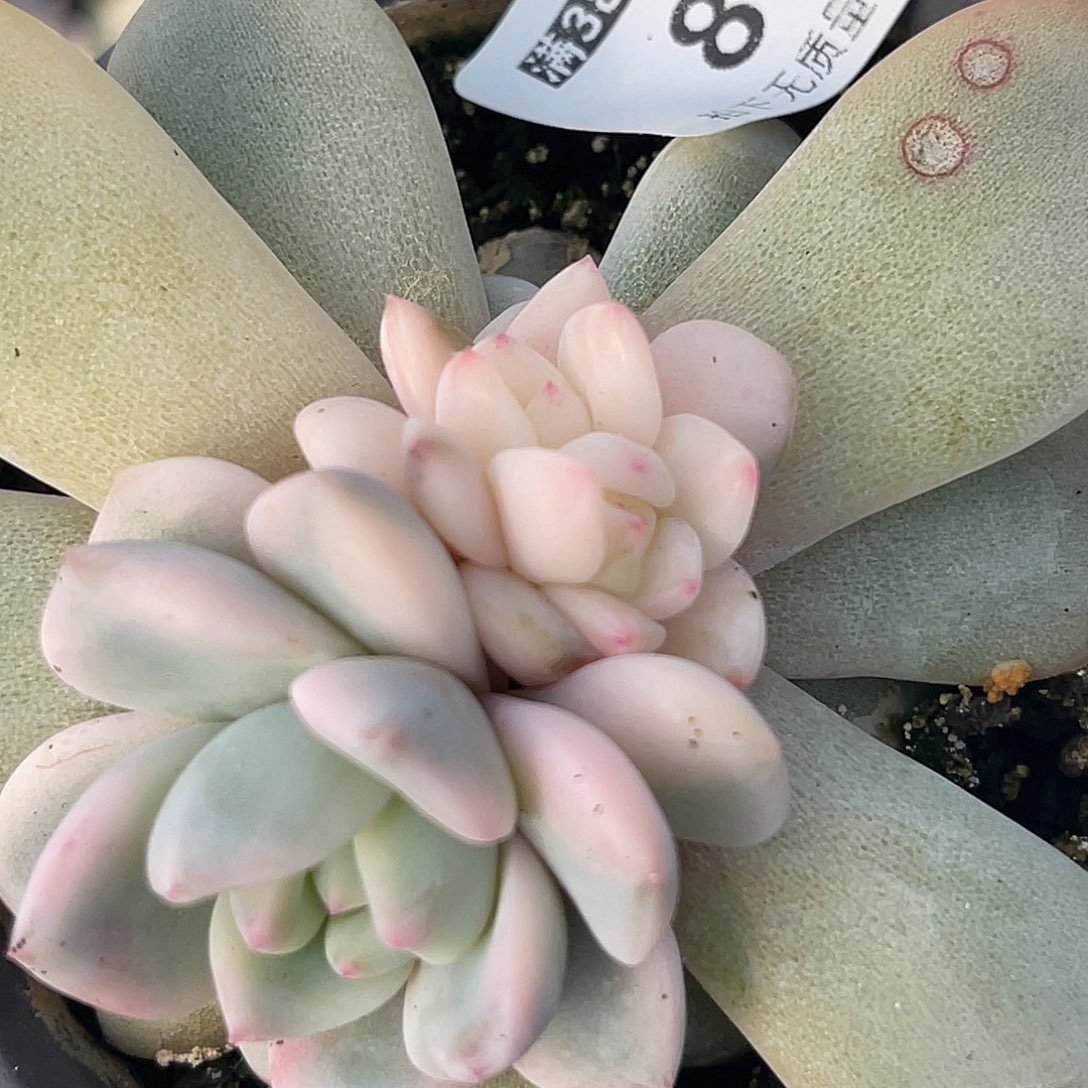 尚品园艺福利锦8020