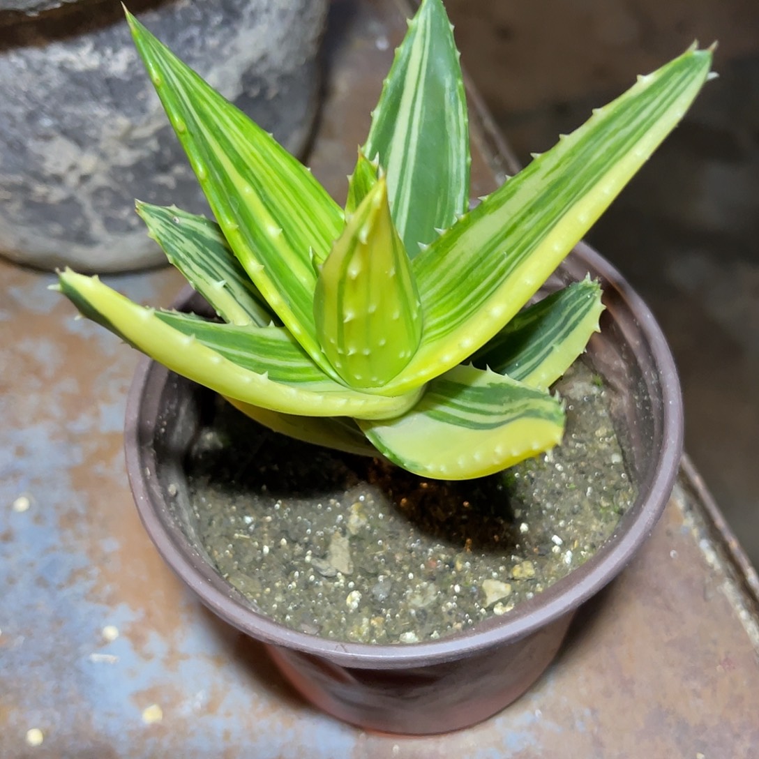 芦荟拉丝锦一物一拍