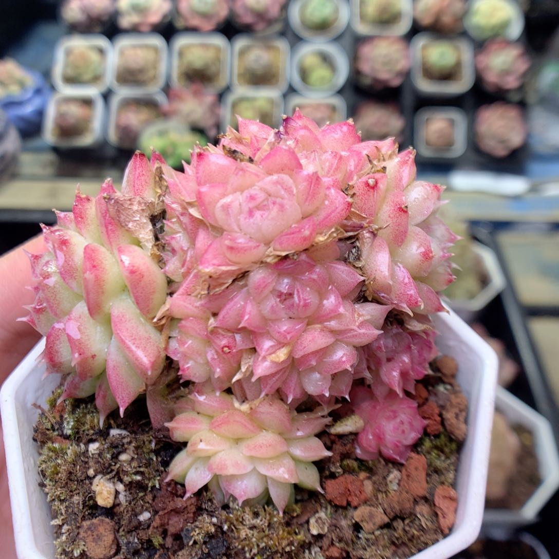 S110 ，20包邮两天凑单偏远不发货