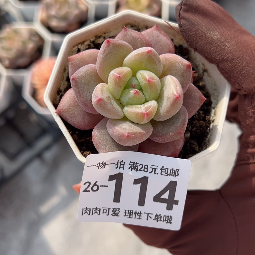 小粉象多肉多肉多肉多