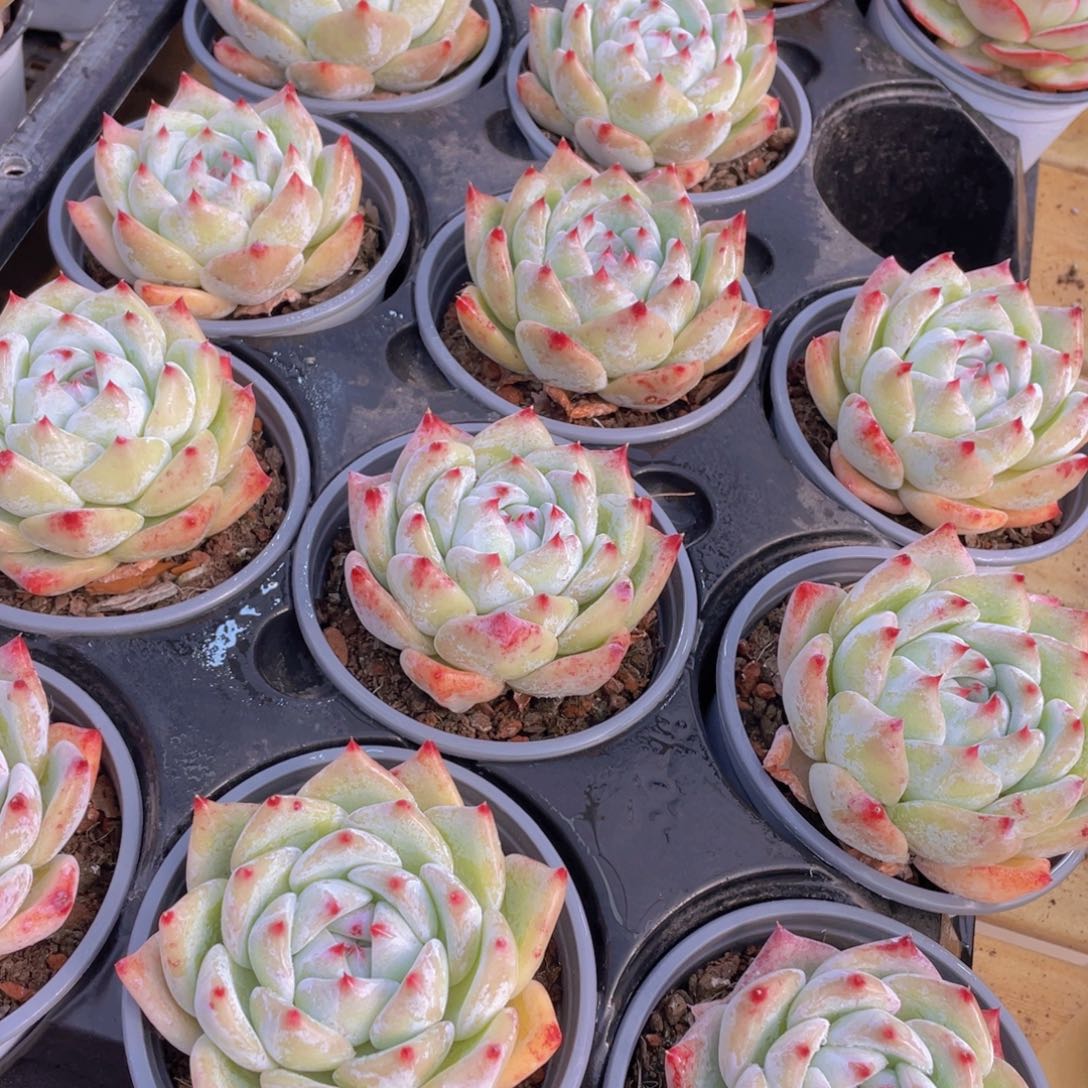 822号 白拉糖单头一个