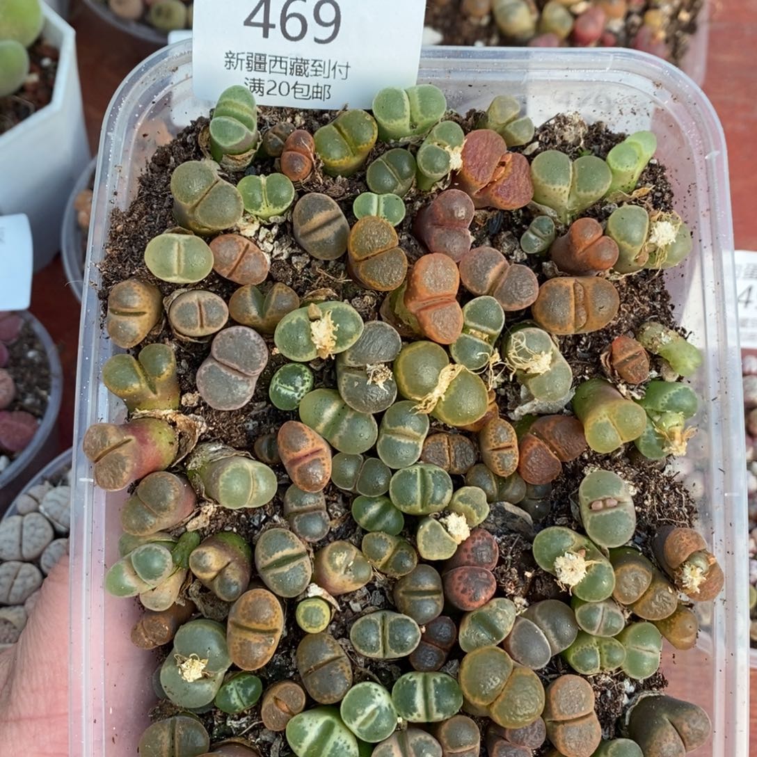 感谢您的支持，00469