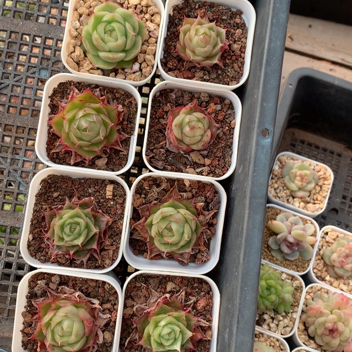 海胆。   珍妮麦秆。        专拍链接