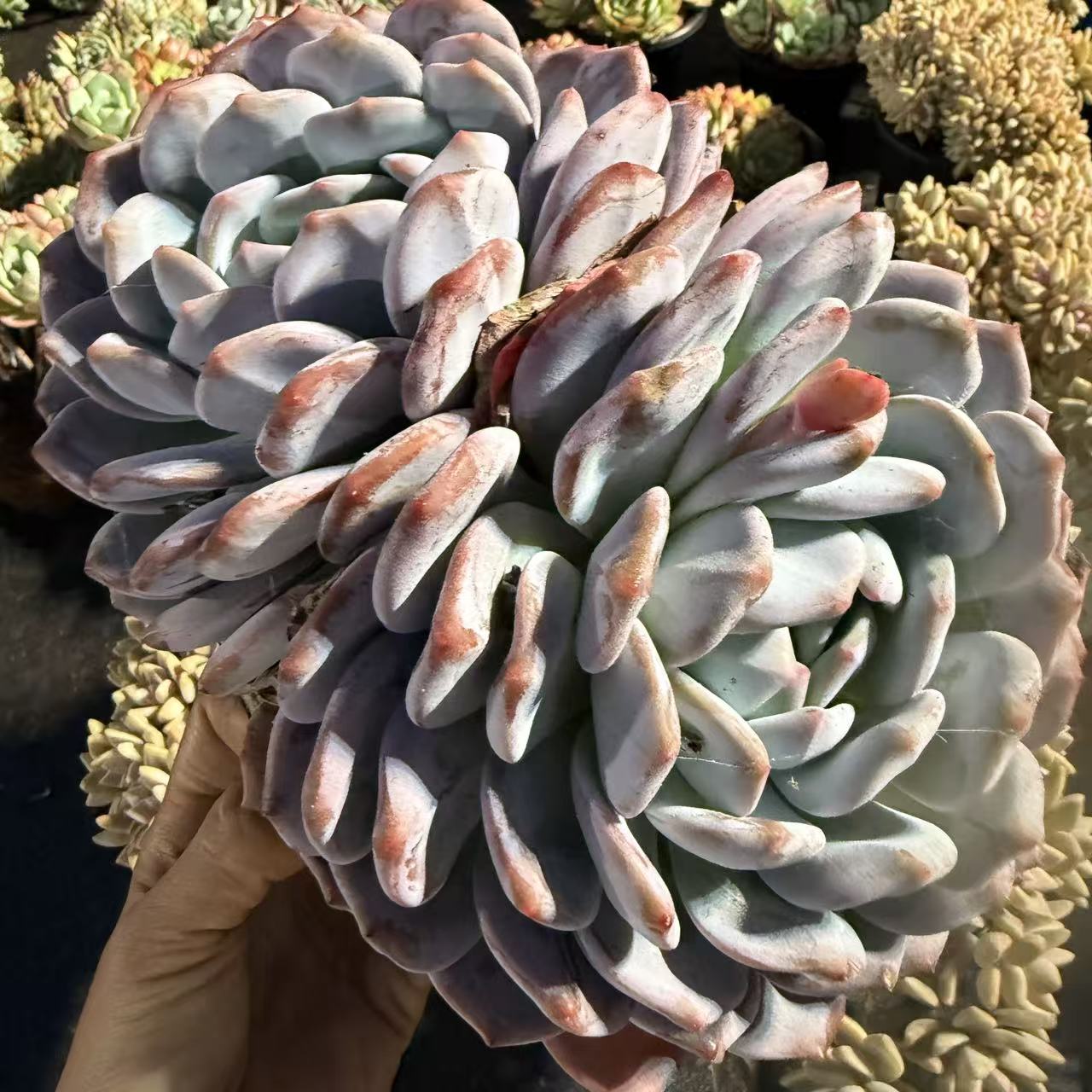  云漫多肉   韩橙 双头 20cm以上 多肉植物