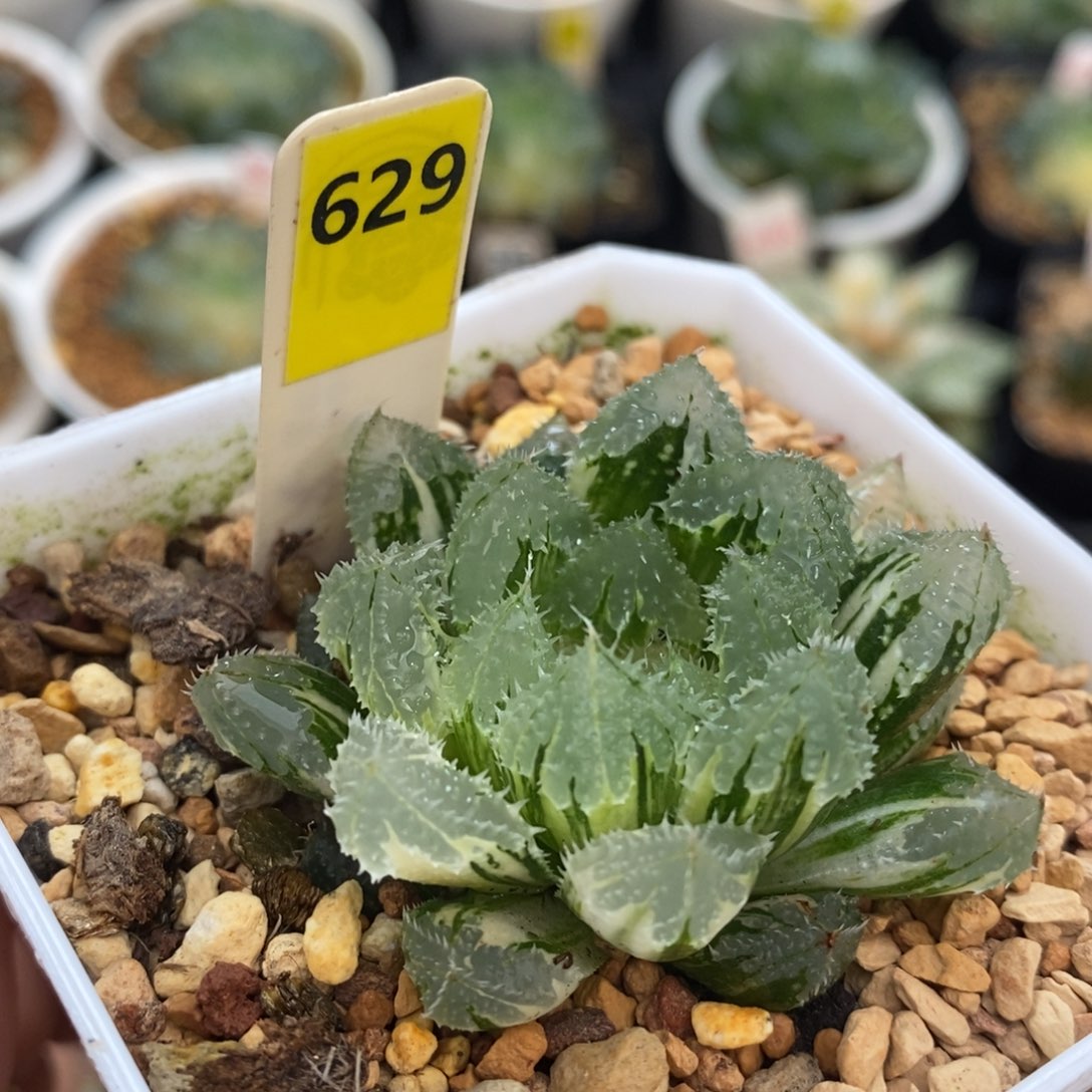 不开花植物629玄冰