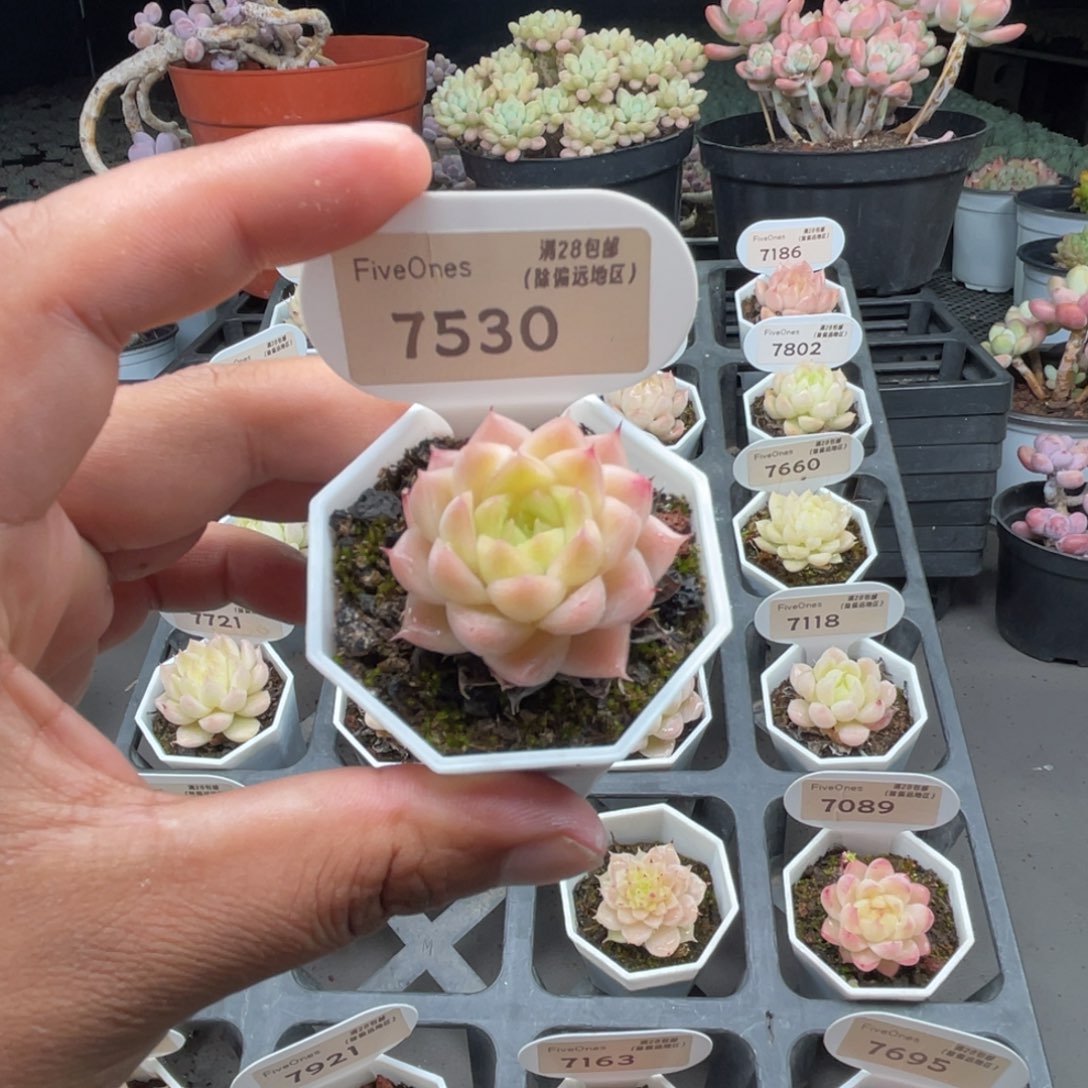 7530 麦秆3.5厘米