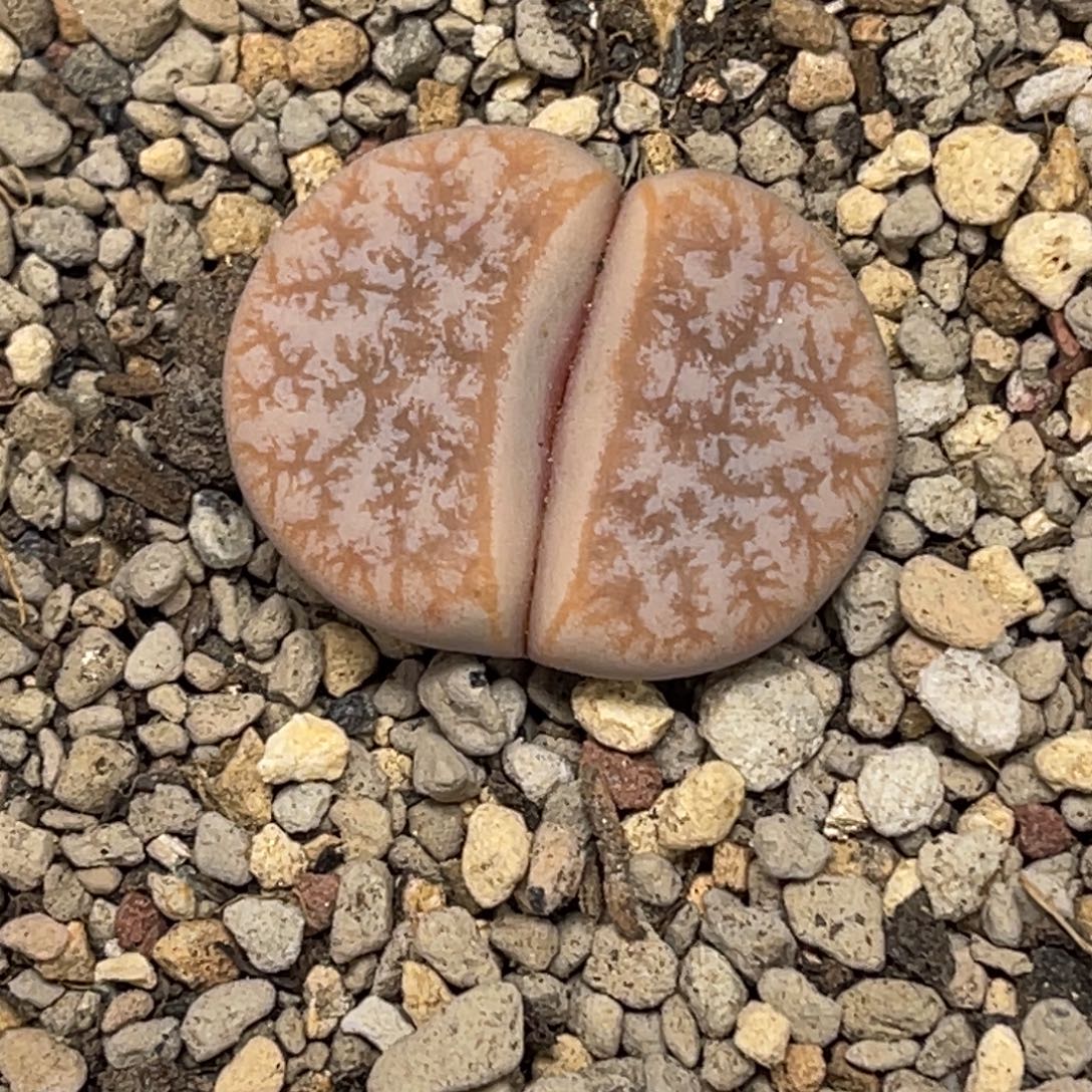 4320拿铁睫毛尺寸2.4