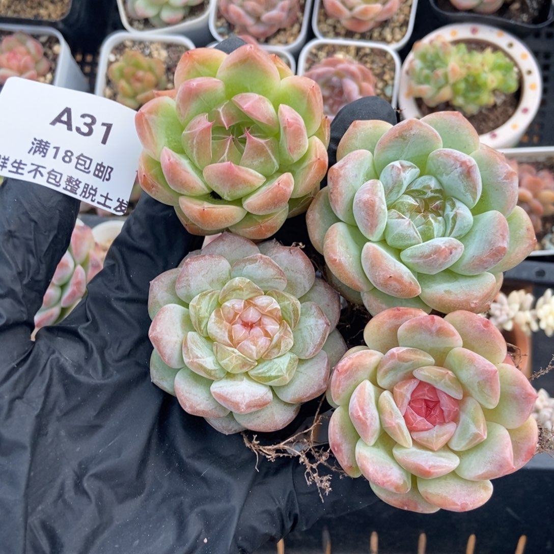 哈哈哈哈哈哈哈多肉植物31