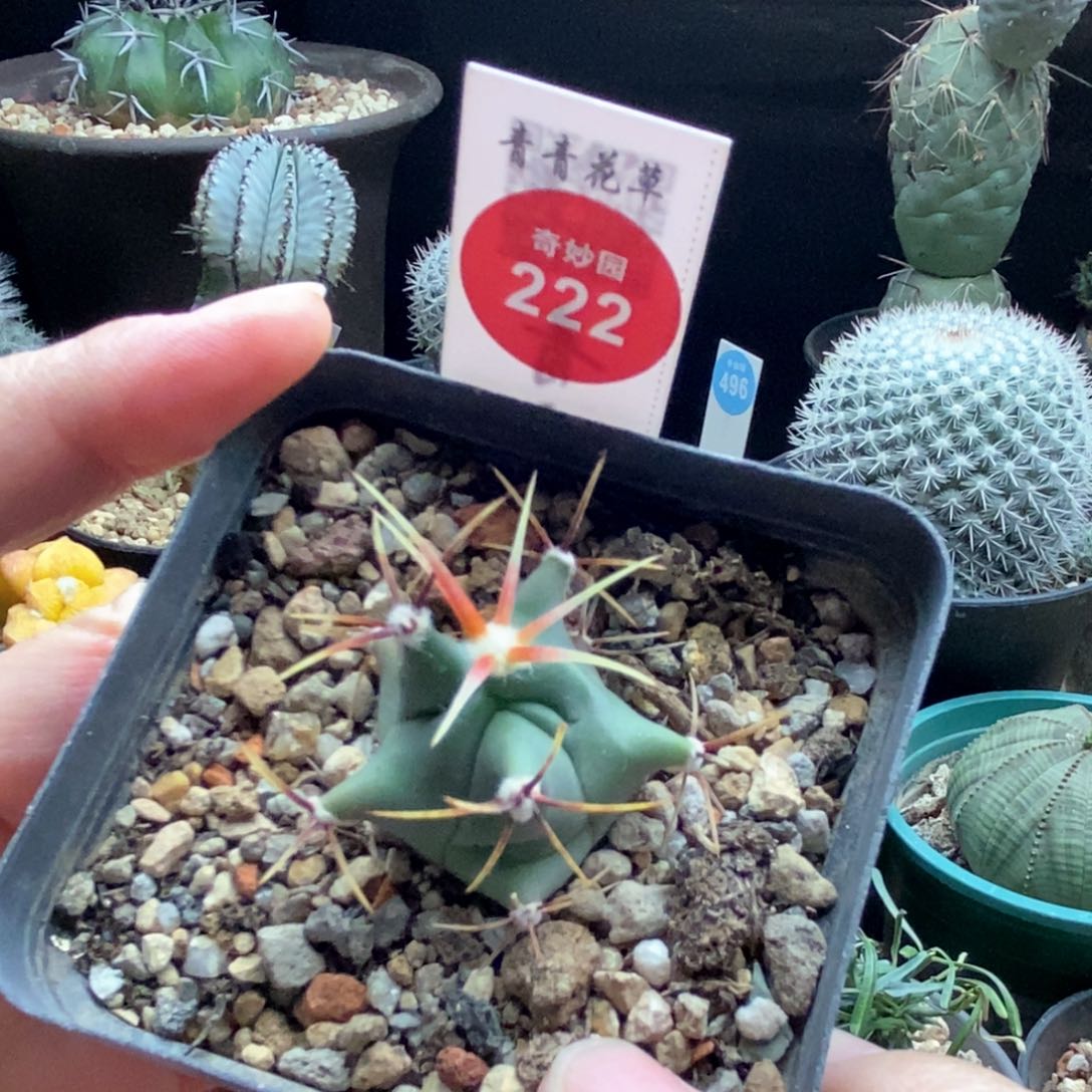 实生花刺春楼一颗仙人球