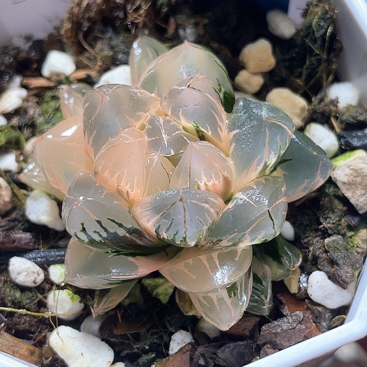 766糊斑北极之光锦特选福利