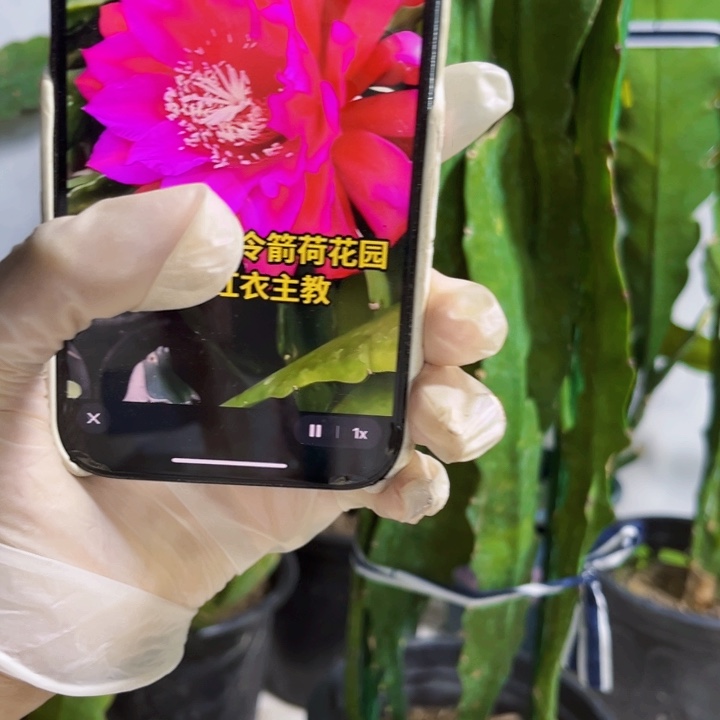 当前无花栽培后可以开花58
