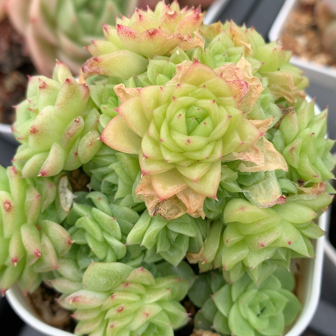 0525-500 麦秆优选