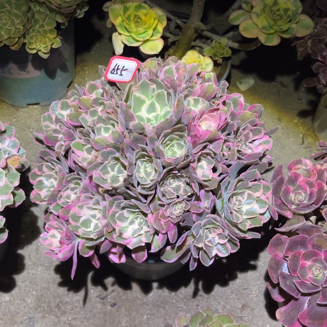 655多肉植物皇后法师